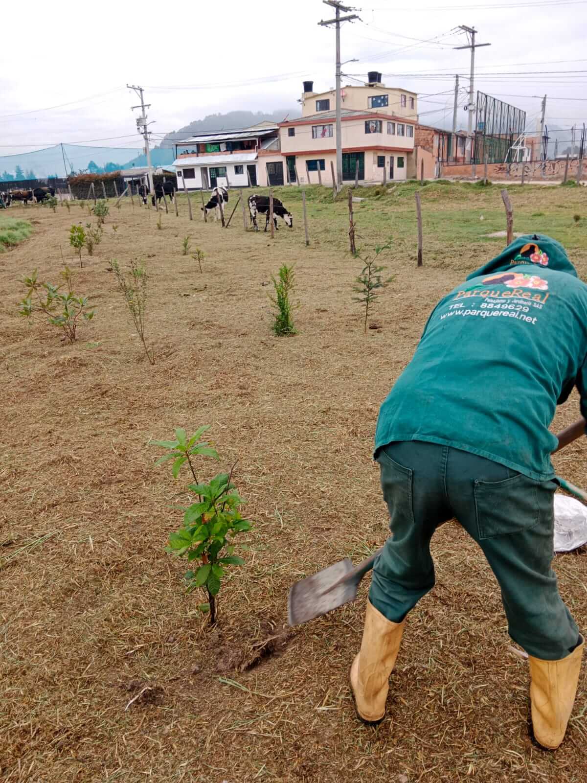 Parque Real - Diseño de Planes de Compensación