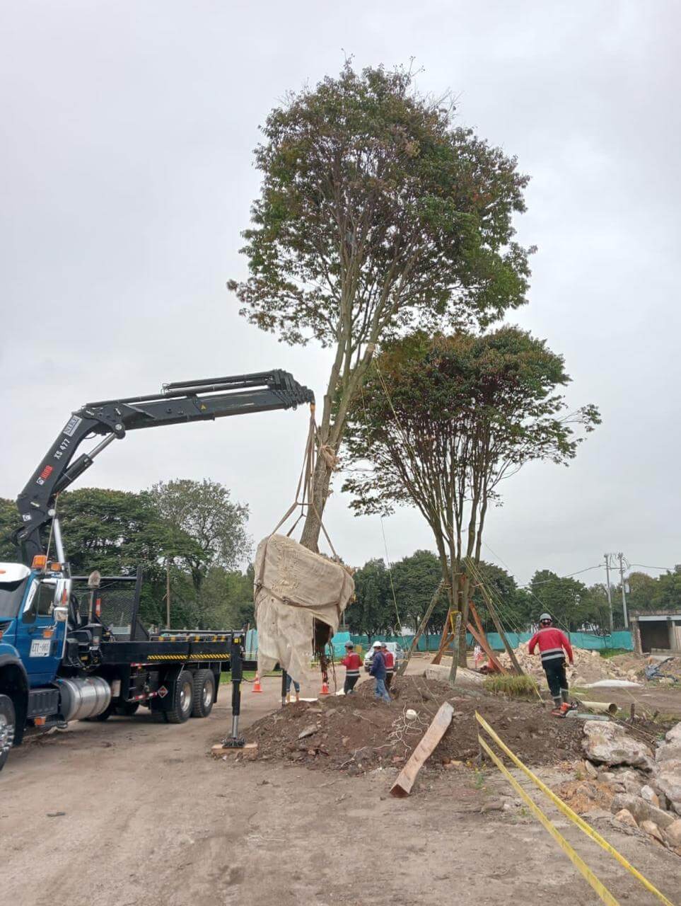 Parque Real - Empradrización y Arborización