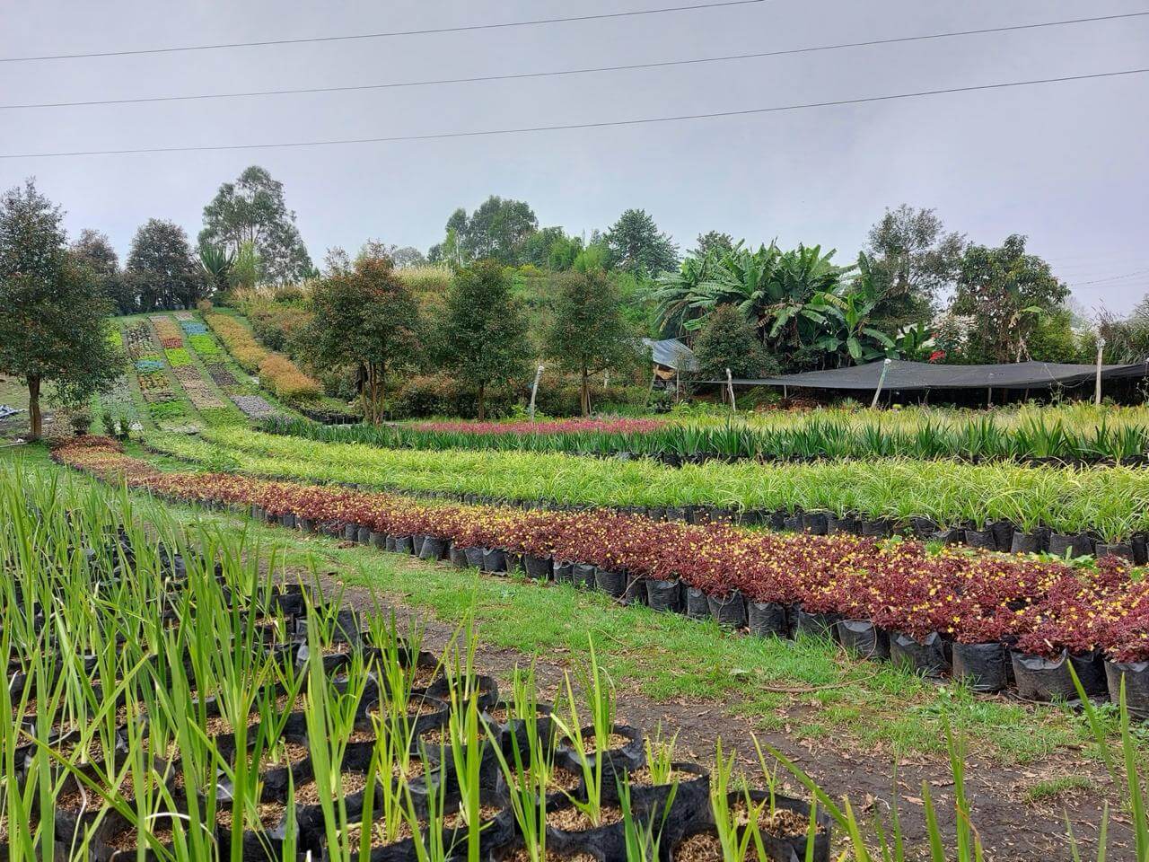 Parque Real - Propagación y Suministro de Vegetación