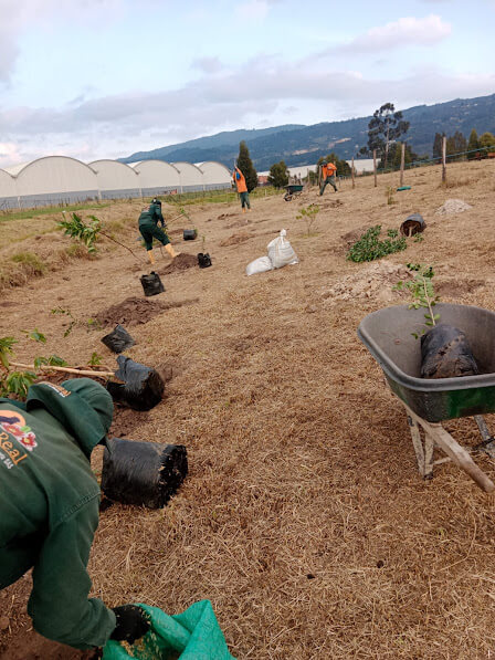 Parque Real - Plantación y Manejo de Árboles