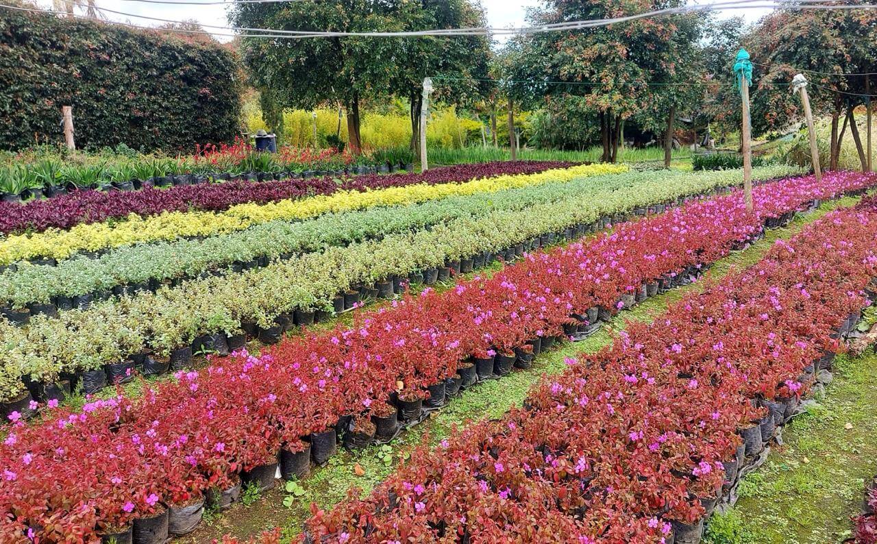 Parque Real - Asesoramiento en Selección de Especies