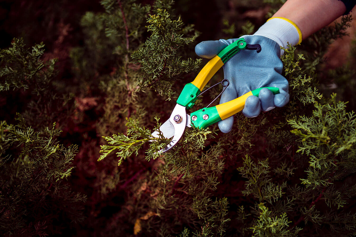 Parque Real - Tratamientos Silviculturales